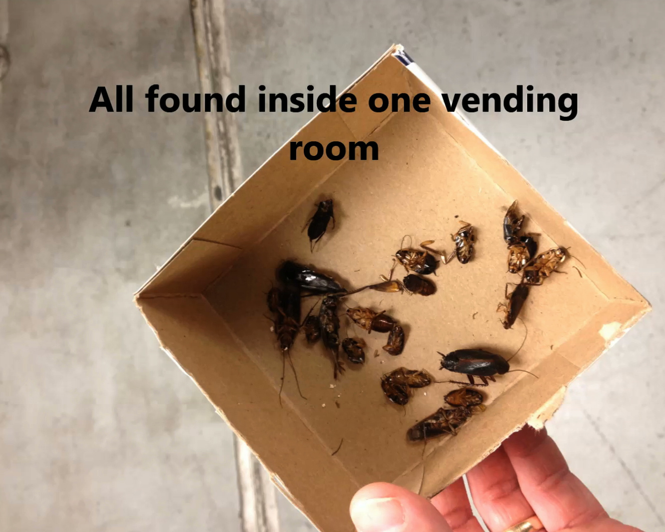 food Cockroaches